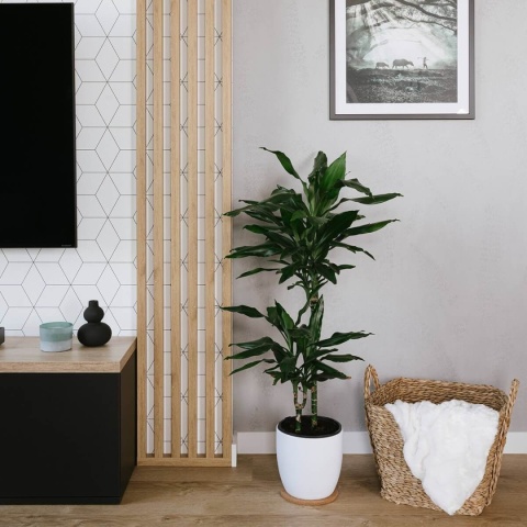 Lamele ścienne - dąb sonoma 3x6x275 cm